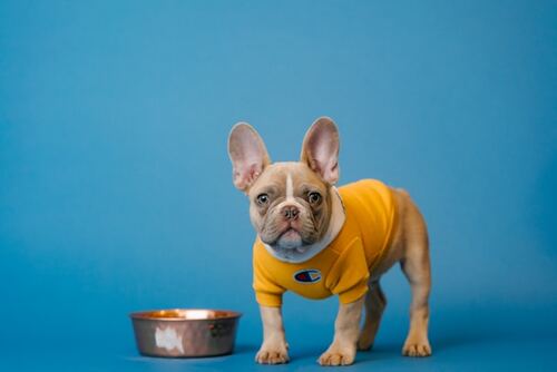 ветеринарная клиника VetCityPets